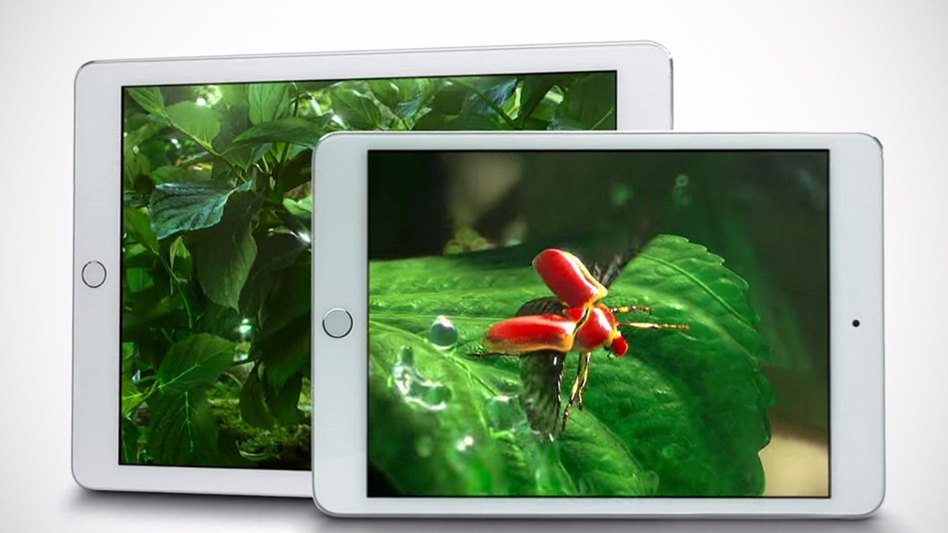 Apple Spot Apple Spot