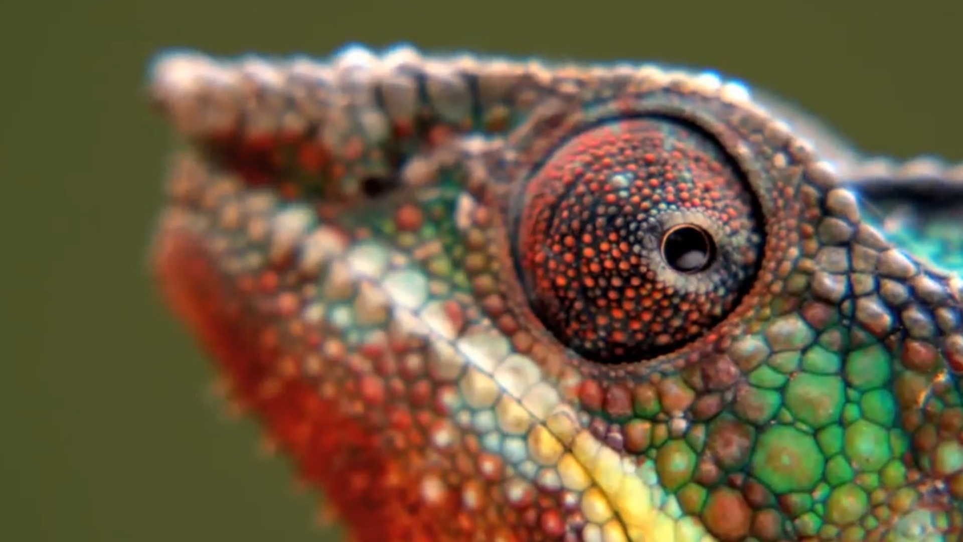 Xperia Z4 Chamäleon Xperia Z4 Chamäleon