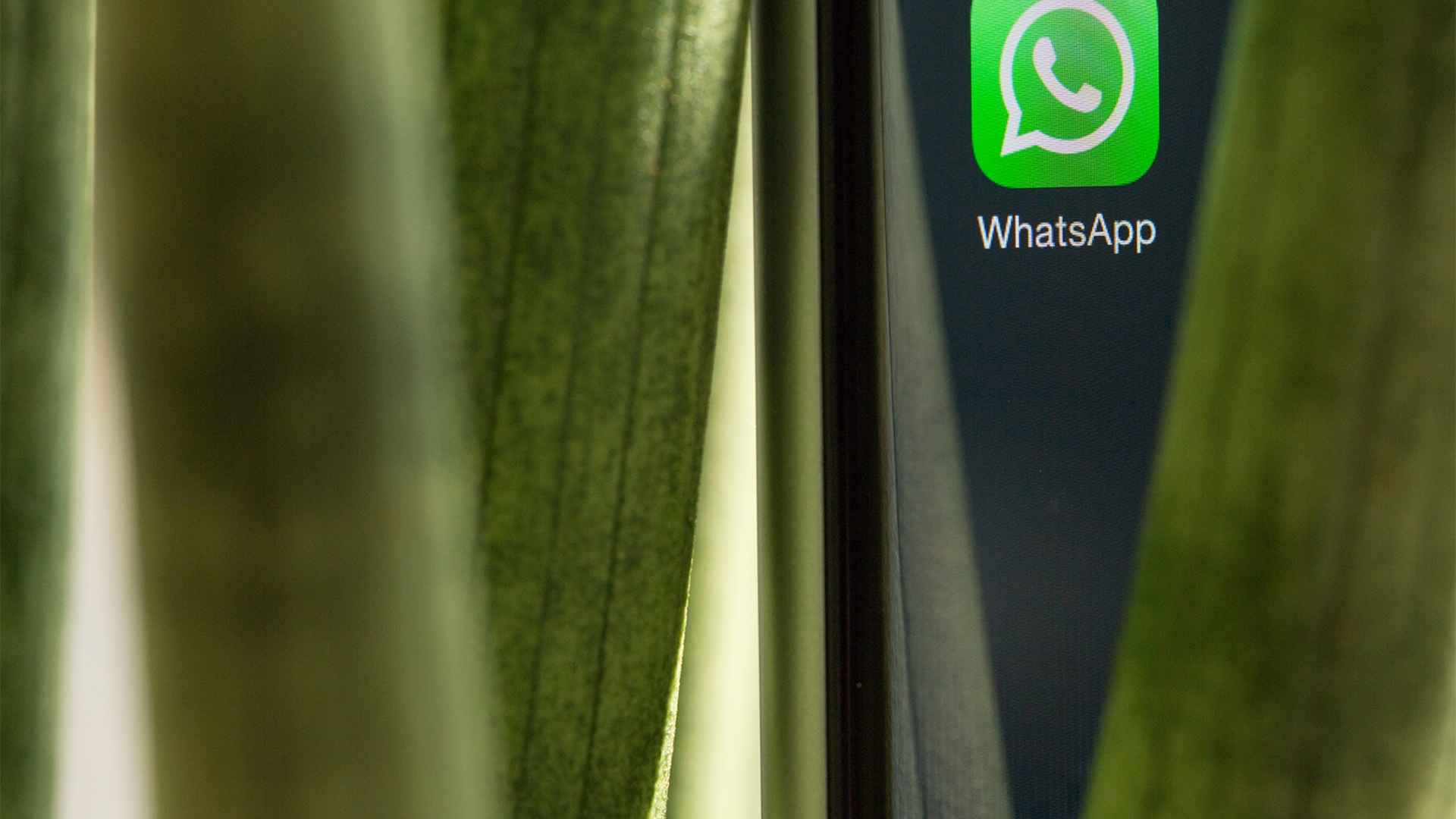 whatsapp iphone whatsapp iphone