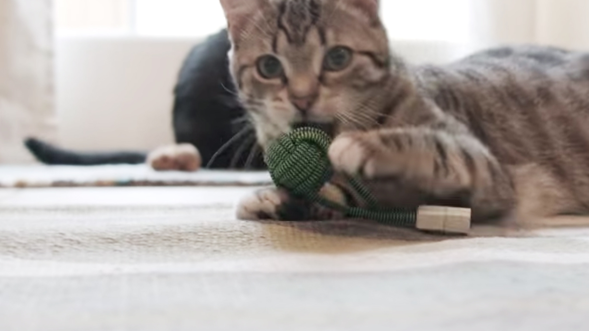 BOLD Knot: Passt ans Schlüsselbund und lädt Katzen zum Spielen ein.