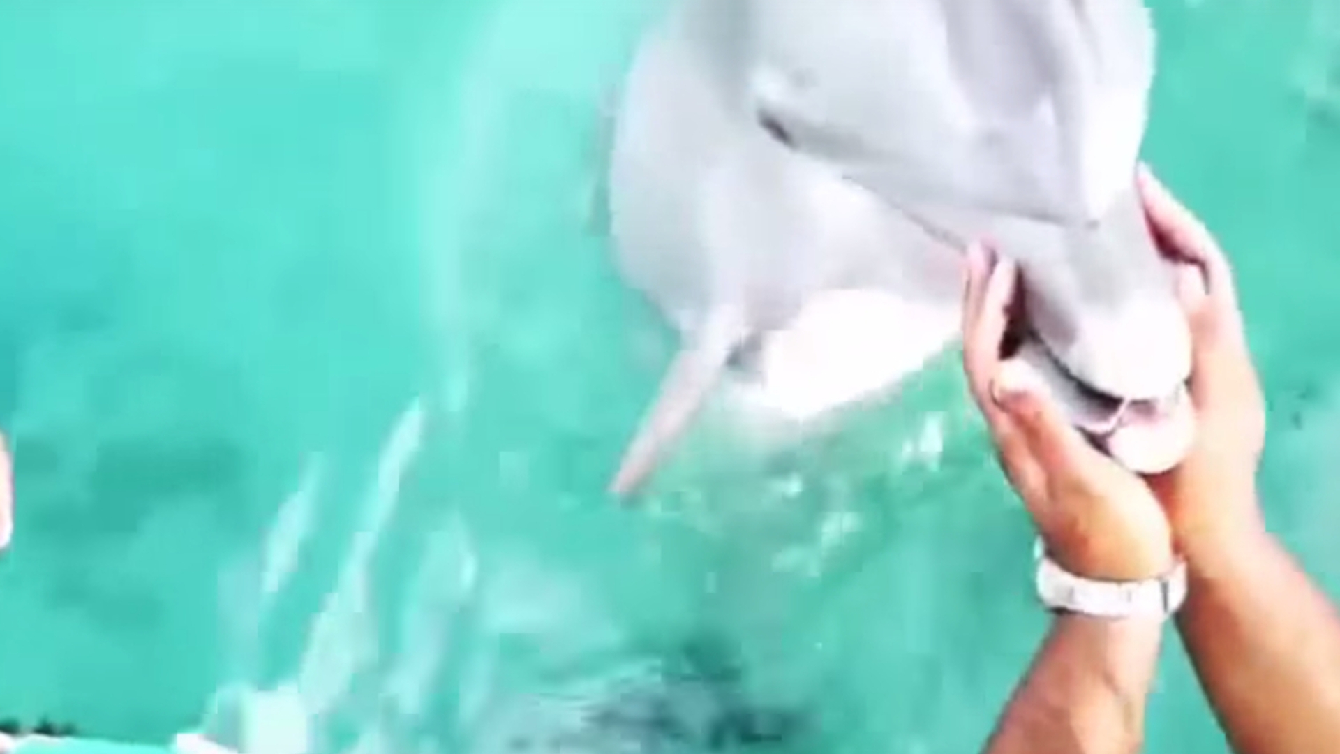 Delfin rettet iPhone Delfin rettet iPhone