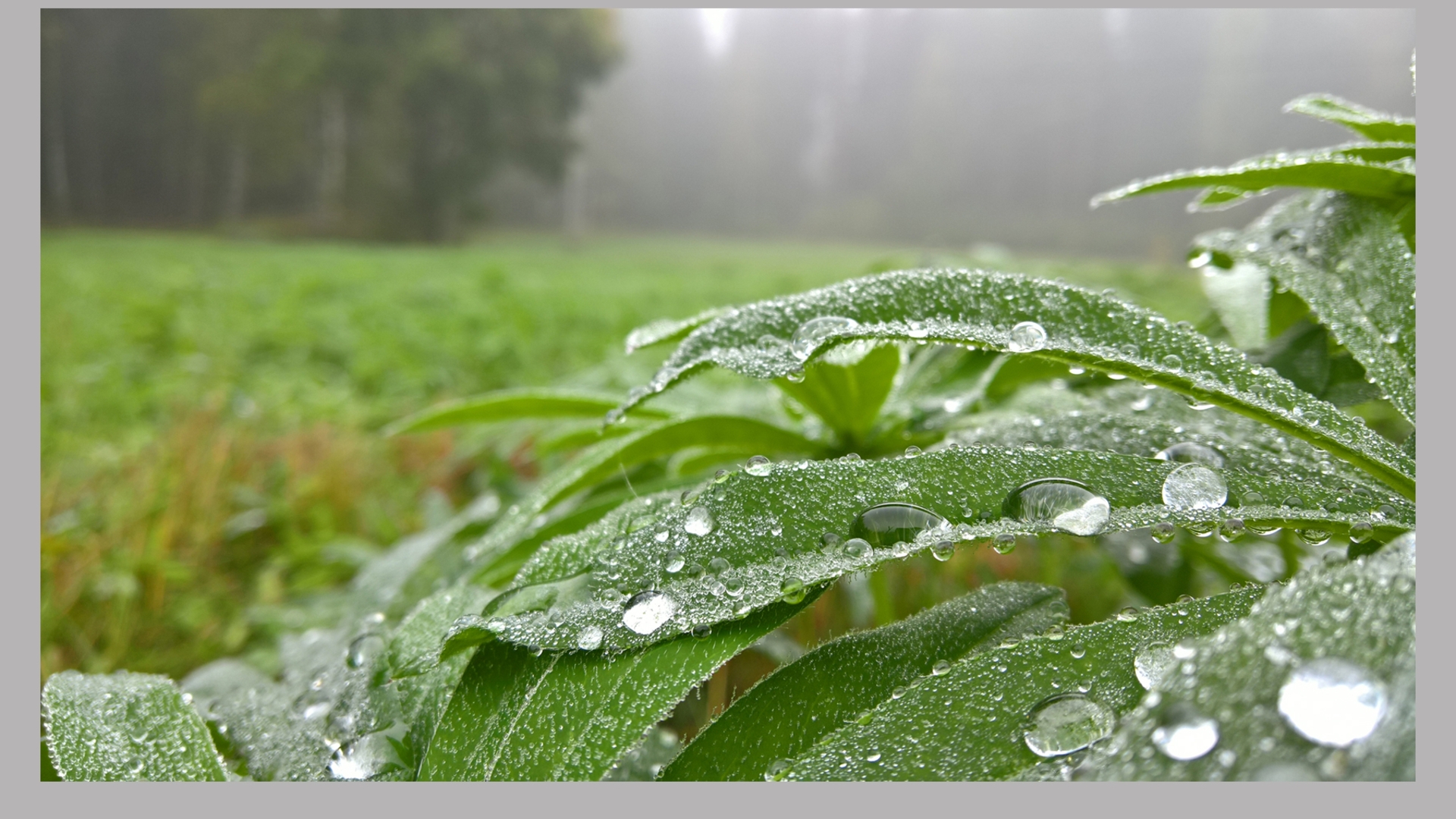 Microsoft Lumia 950 XL Sample Image Microsoft Lumia 950 XL Sample Image