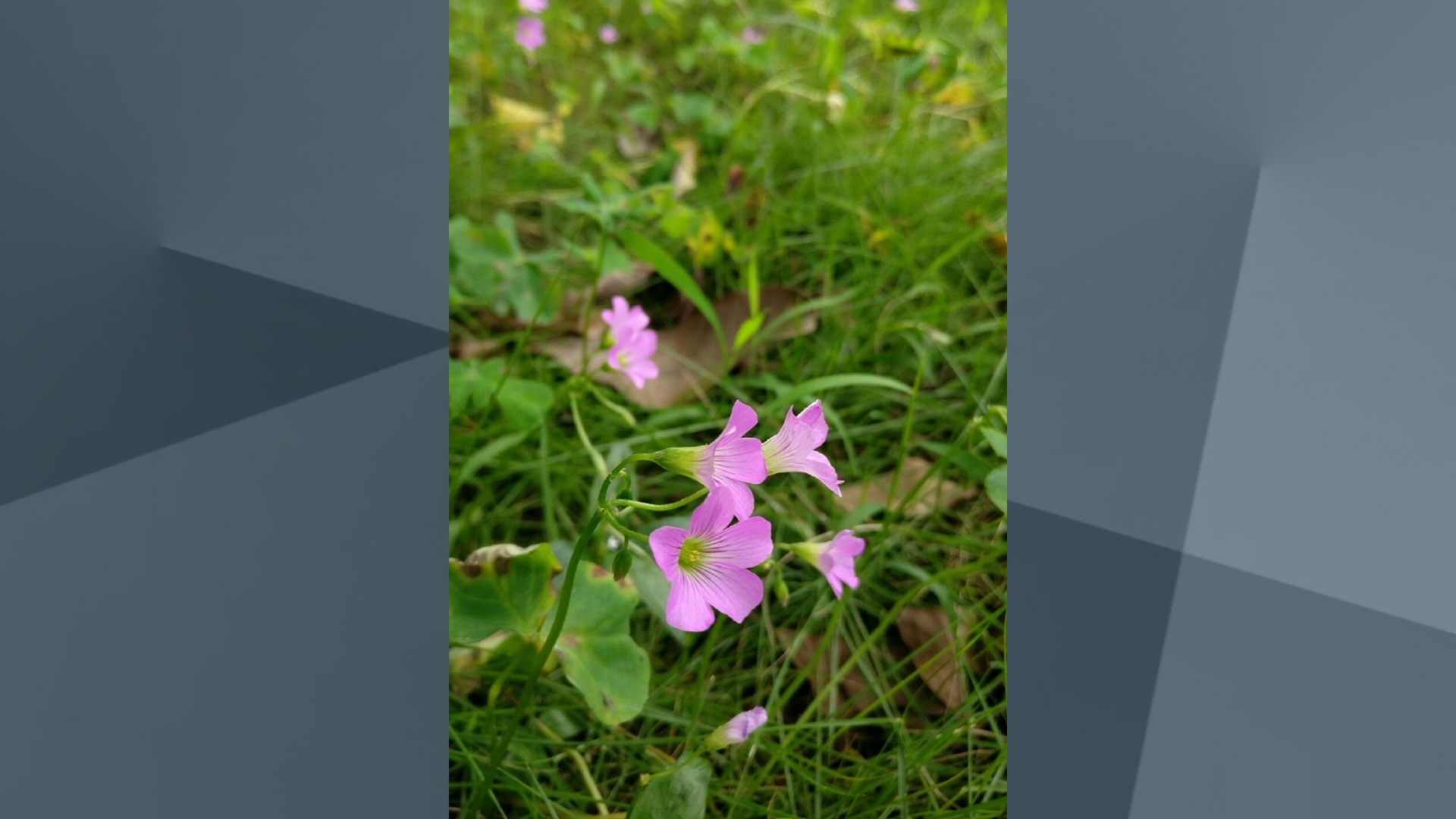 OnePlus 3 Kamera Leak Weibo Pete Lau OnePlus 3 Kamera Leak Weibo Pete Lau