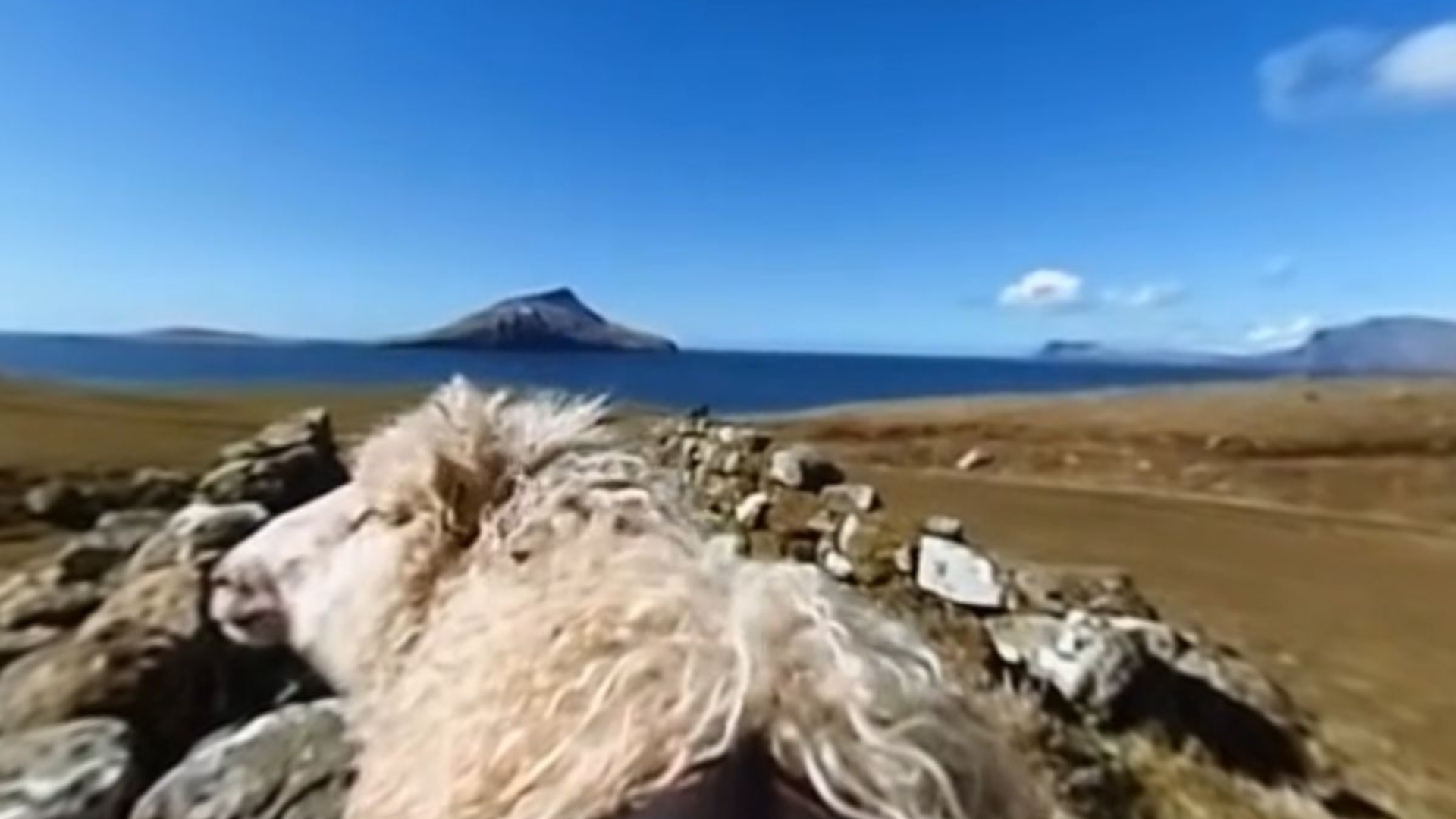 Google SheepView Google SheepView