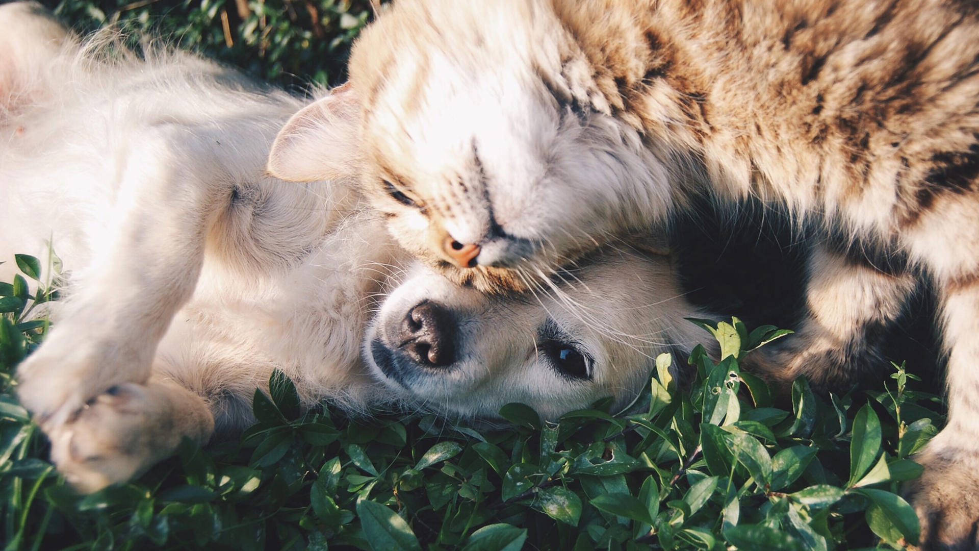 Hund, Katze Hund, Katze