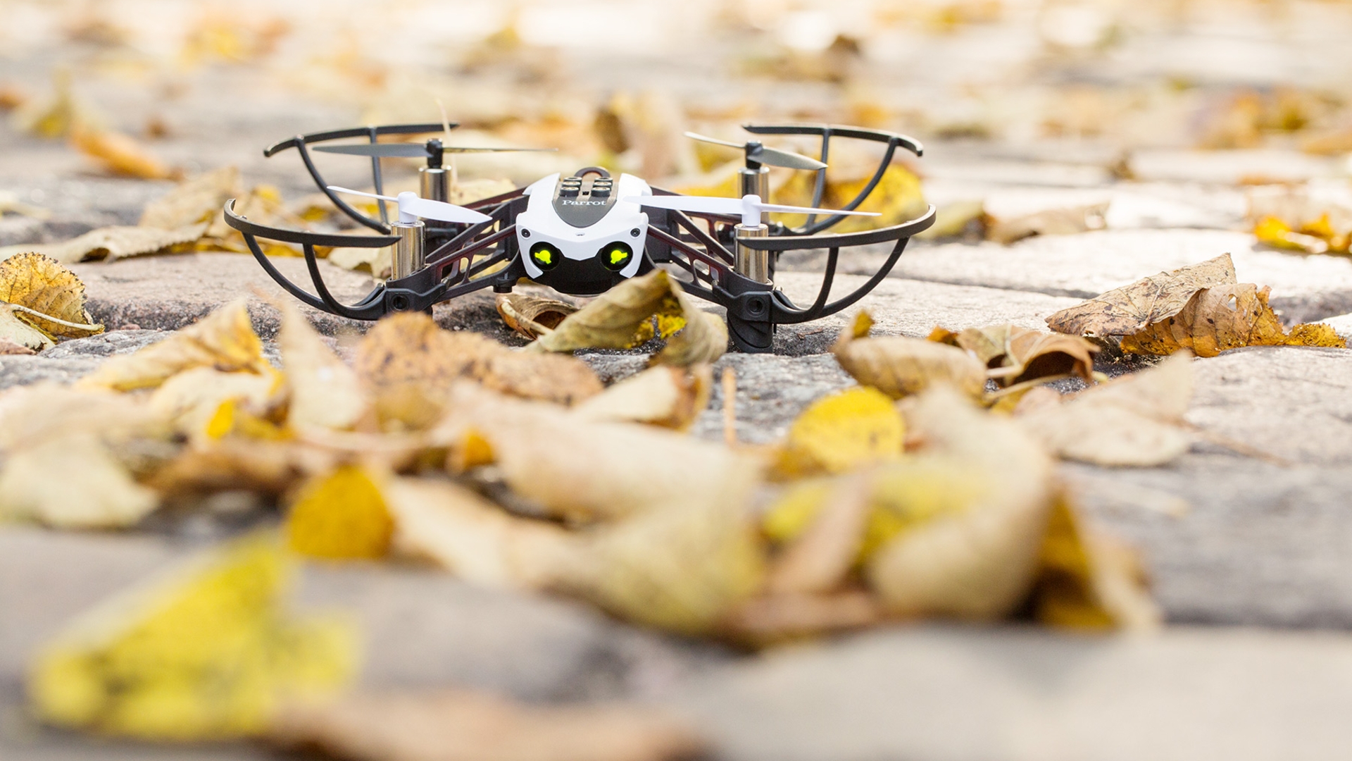 Parrot Mambo Parrot Mambo