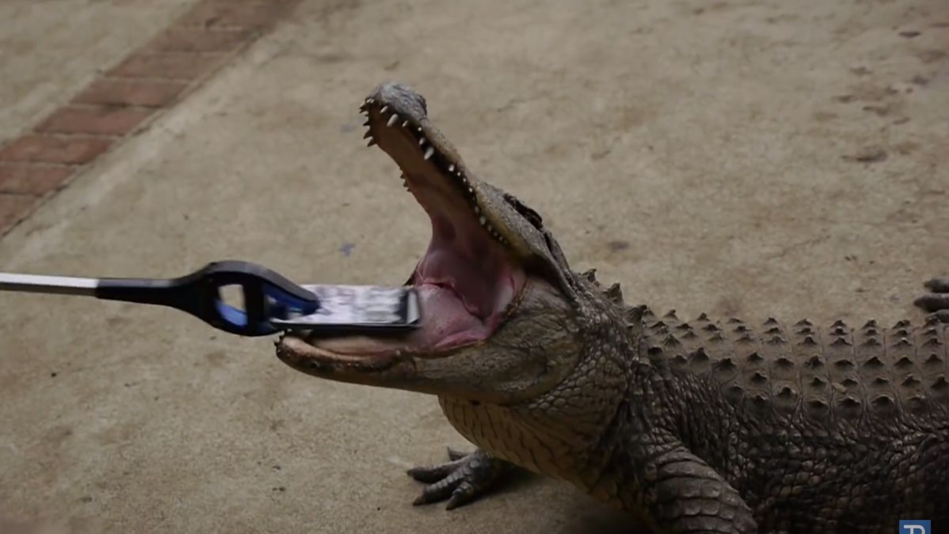 iPhone 7 vs Alligator