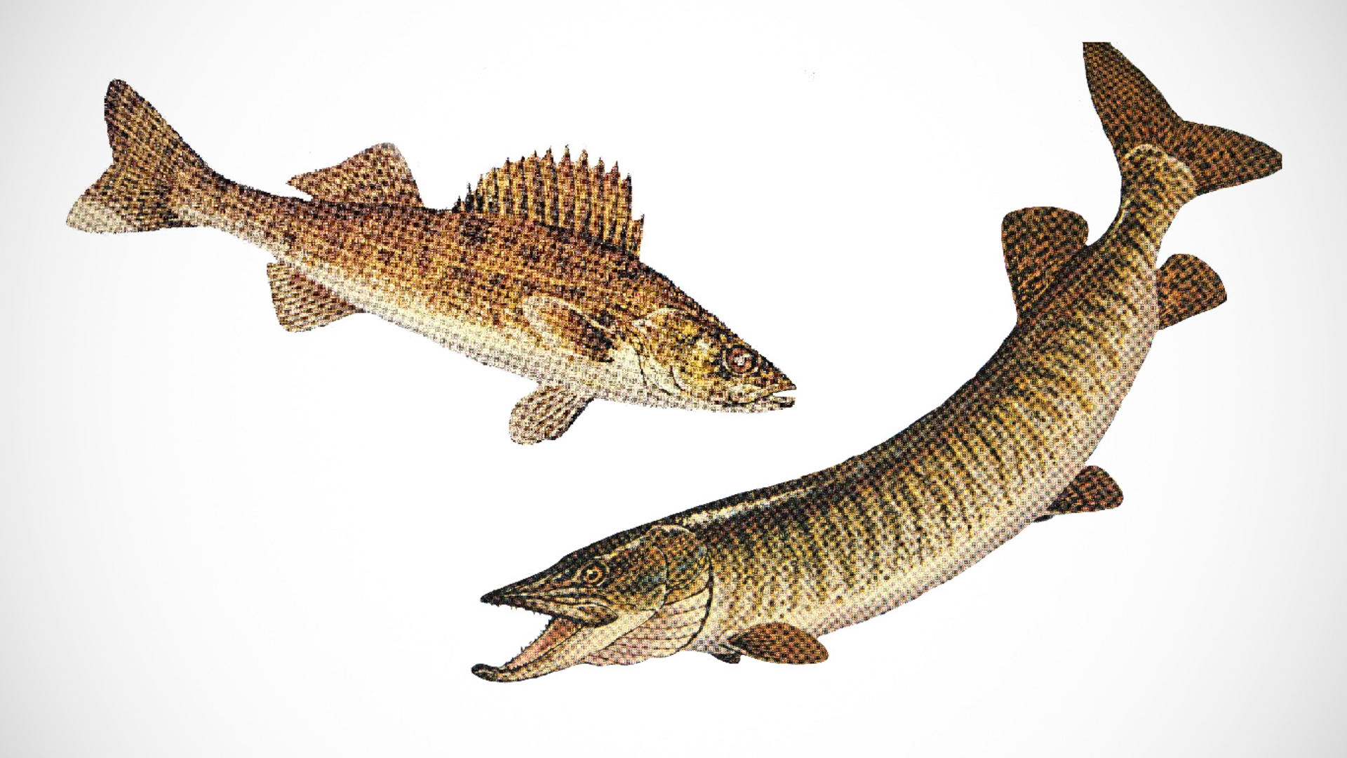 Walleye und Muskellunge