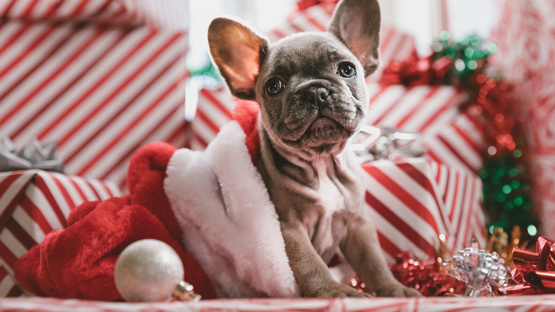 Weihnachten, Hund, Fotografie Kleiner Welpe krabbelt aus der Weihnachtsmütze.