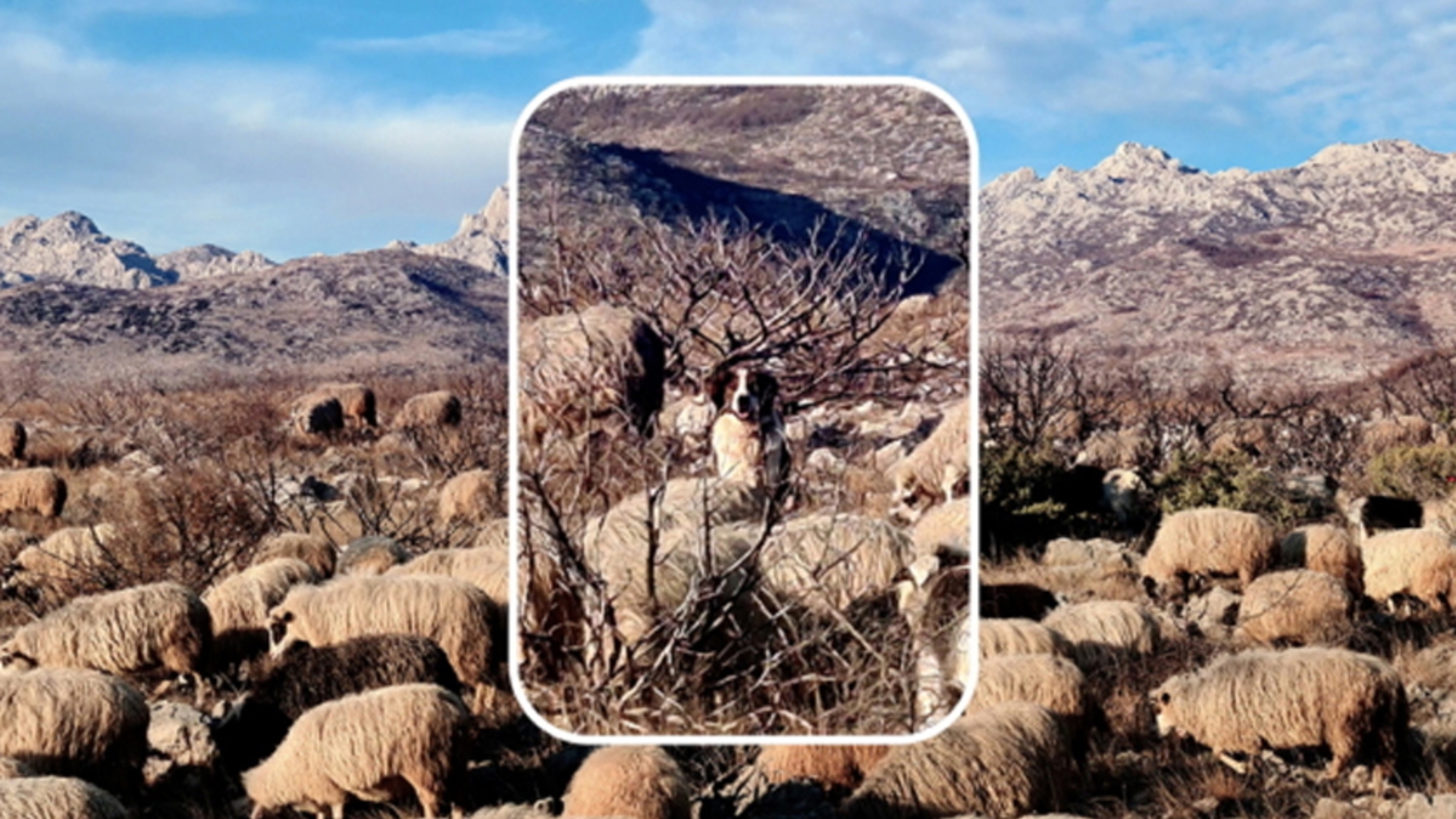 Galaxy S20 Zoom 2 Galaxy S20 Zoom