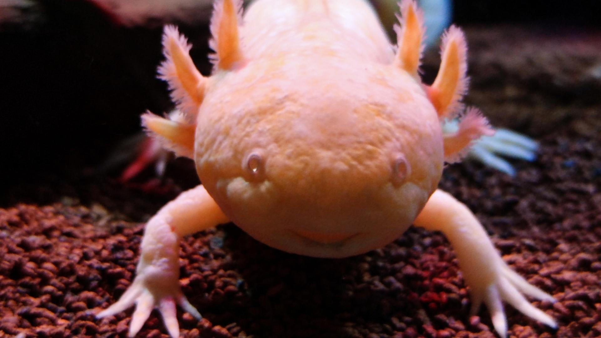 Axolotl in einem Aquarium