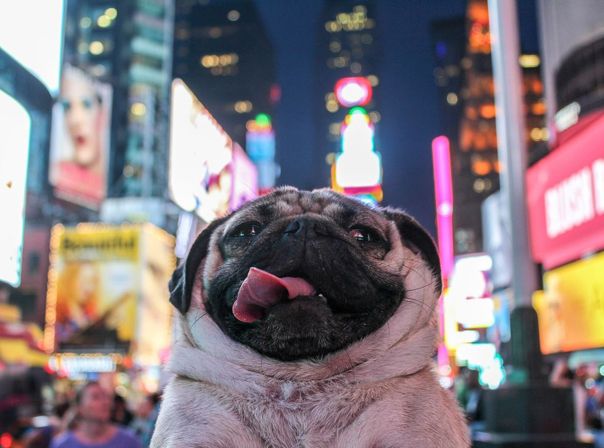 doug the pug