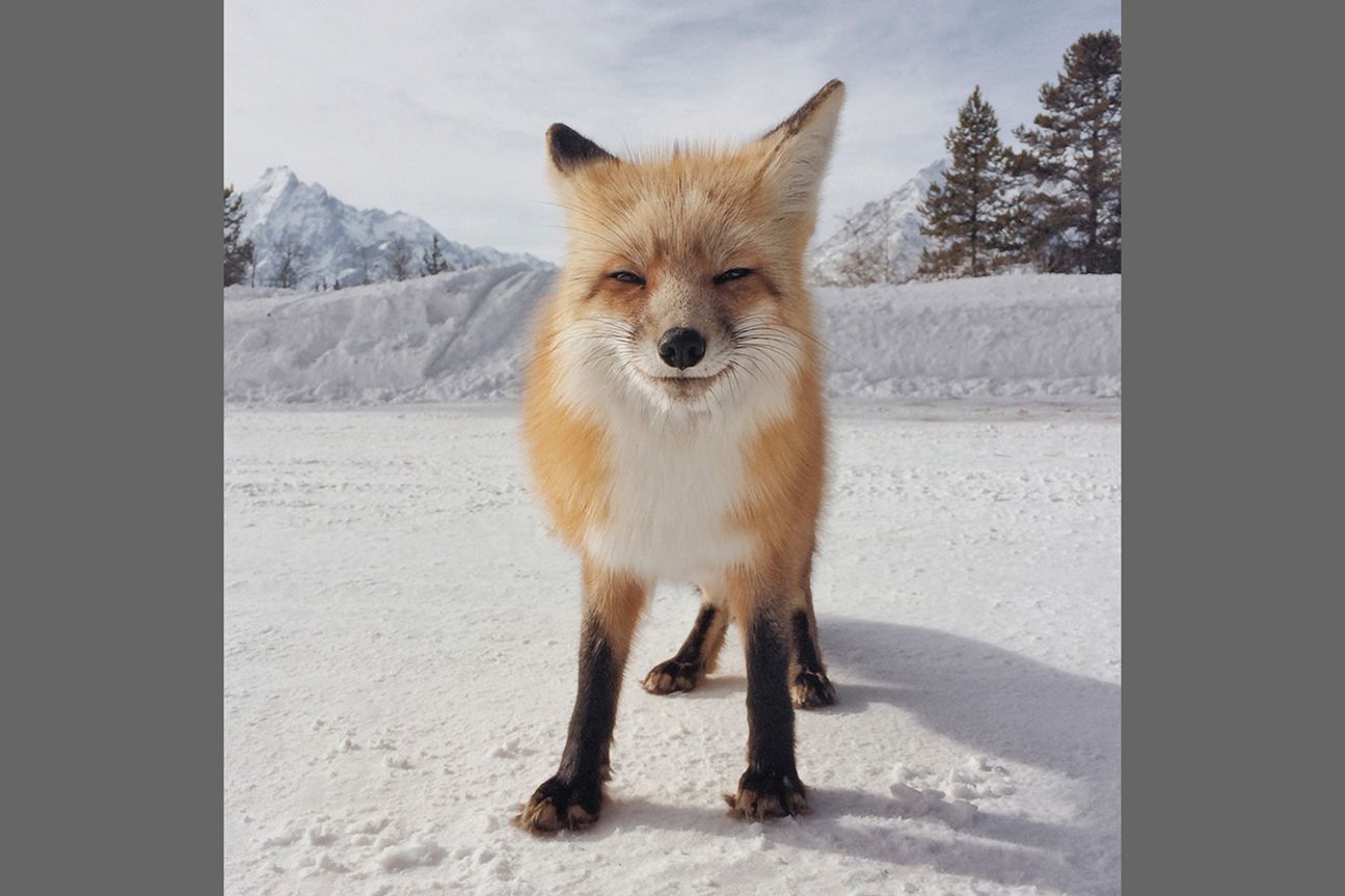 1st Animals - Michael O'Neal 1st Animals - Michael O'Neal