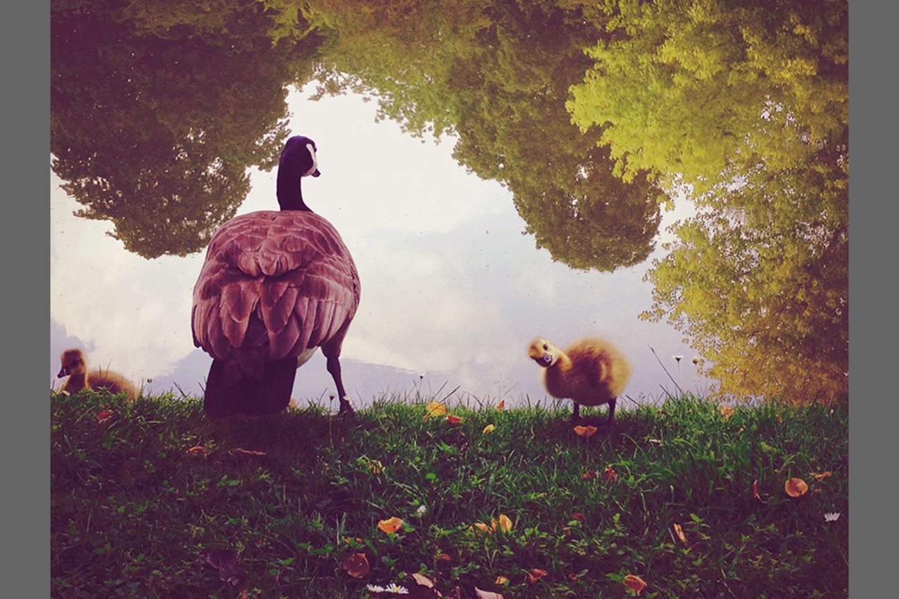 2nd Animals - Naomi Wu 2nd Animals - Naomi Wu