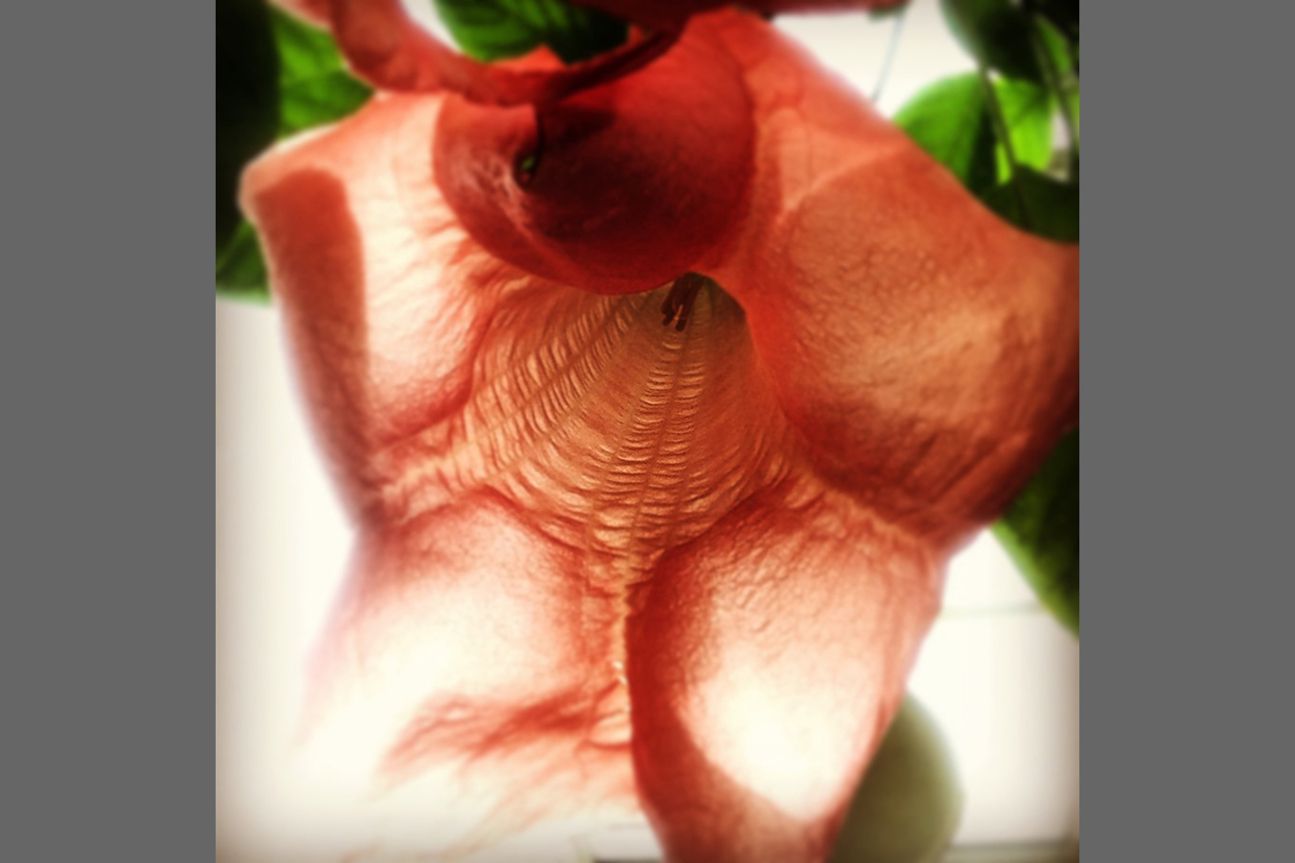 1st Flowers - Jenny Anderson 1st Flowers - Jenny Anderson