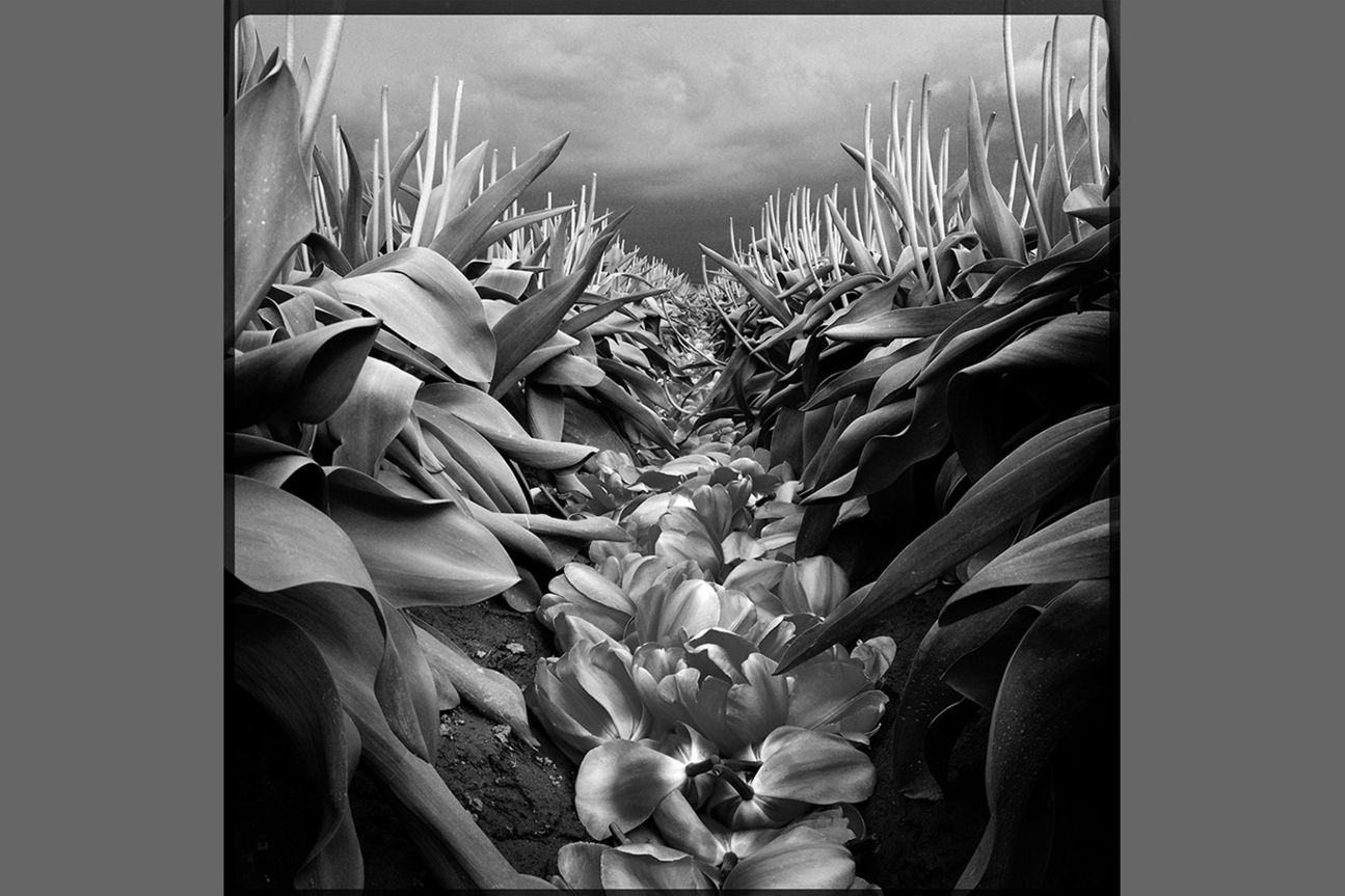 2nd Flowers - Lee Atwell 2nd Flowers - Lee Atwell