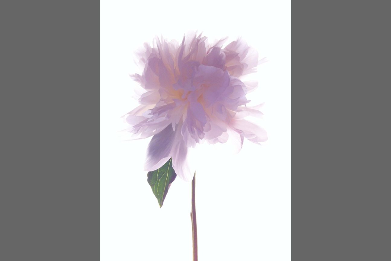 3rd Flowers -  Monica Ganter 3rd Flowers -  Monica Ganter