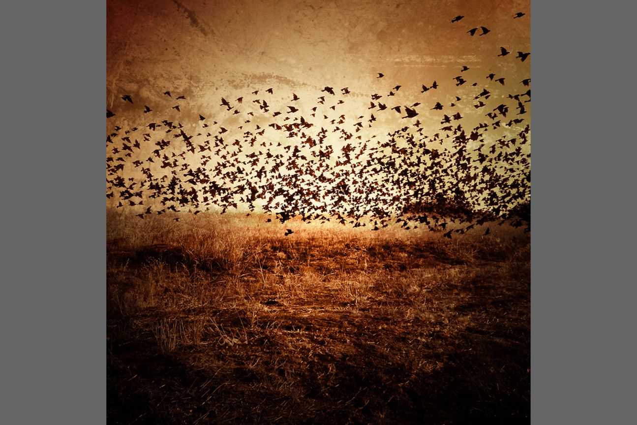 2nd Nature - Erika Brothers 2nd Nature - Erika Brothers