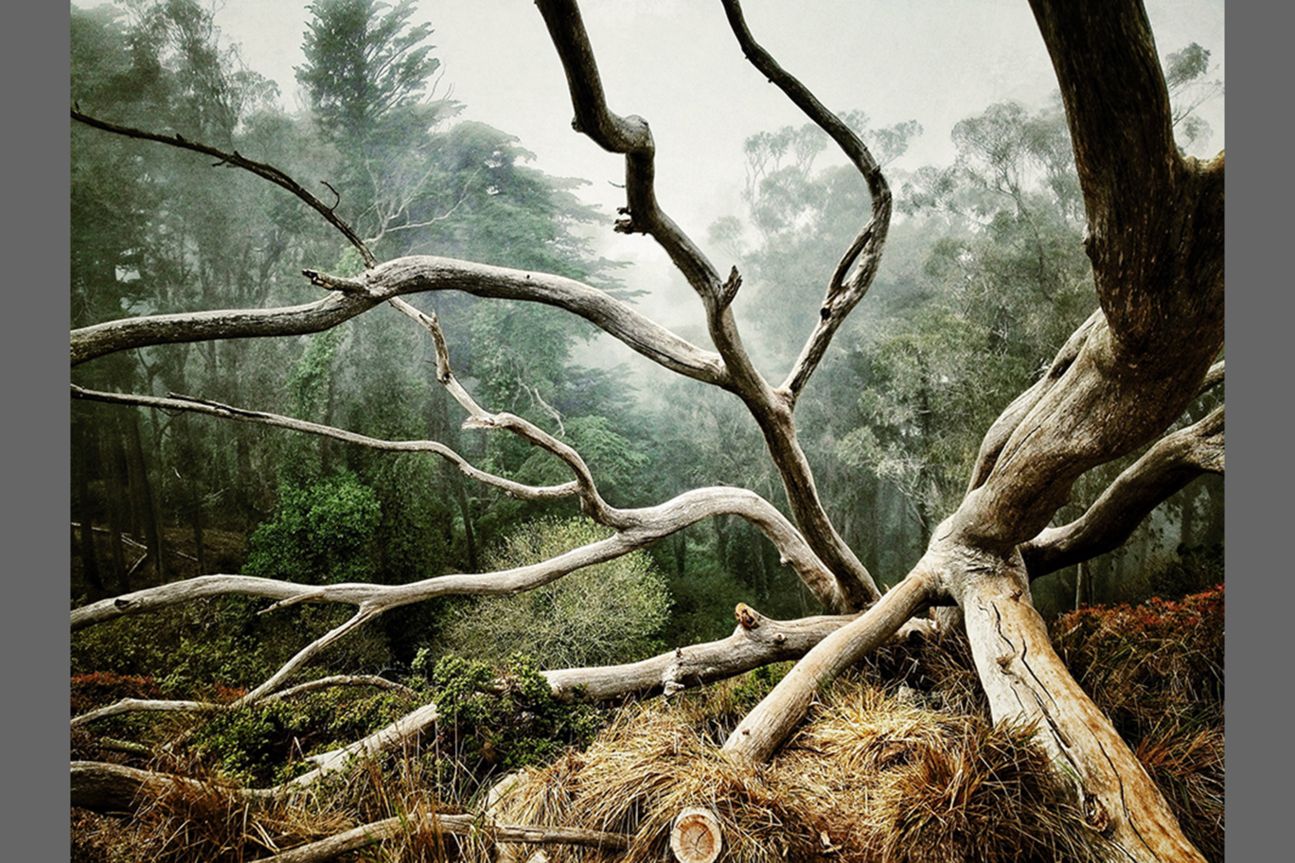 1st Trees - Aaron Pike 1st Trees - Aaron Pike