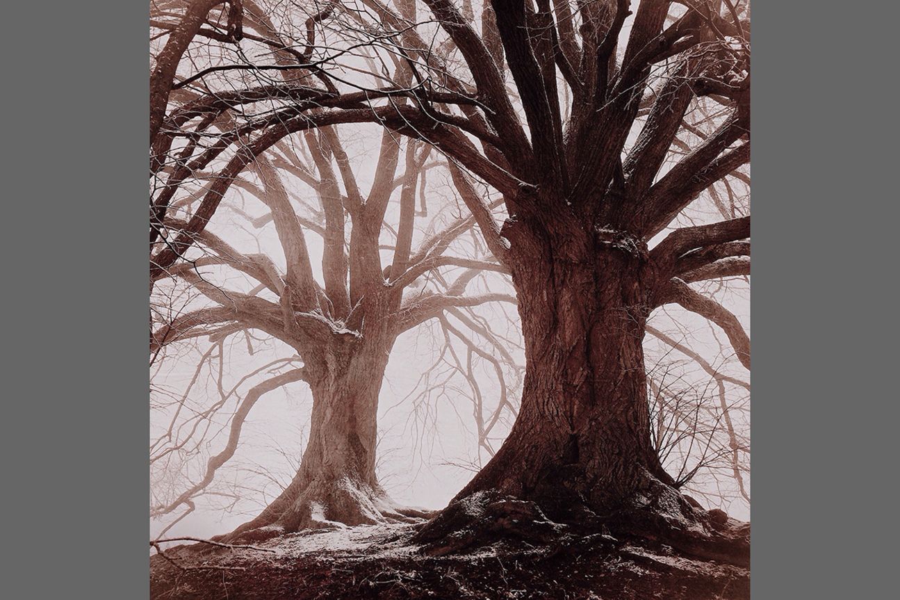 3rd Trees - Mariko Klug 3rd Trees - Mariko Klug