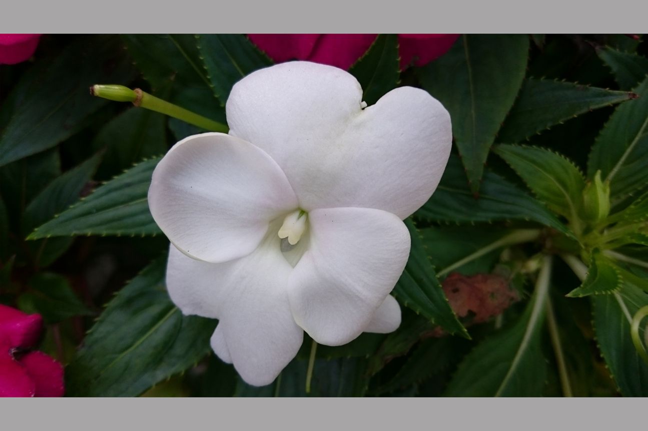 Z3 Compact Testfoto Z3 Compact Testfoto