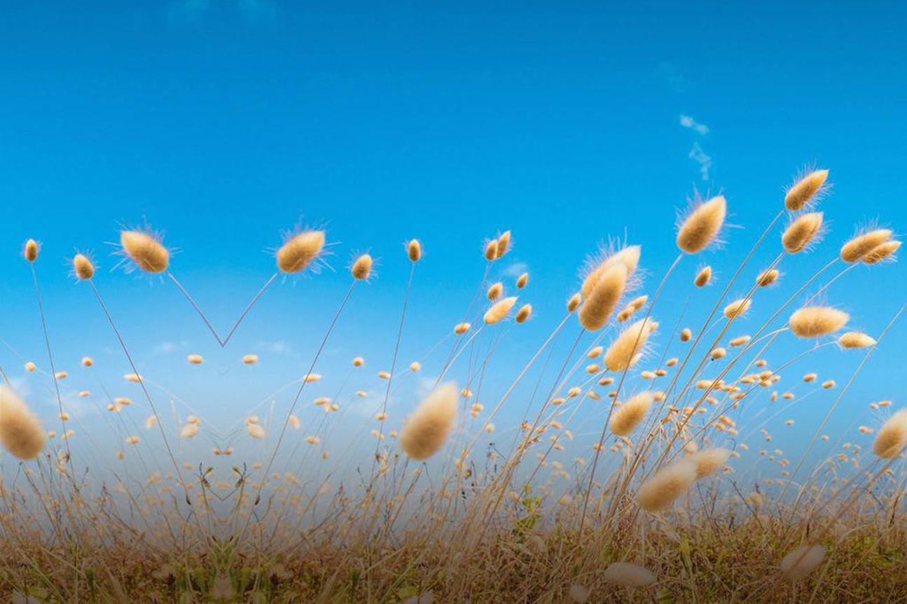 HTC One M9 Plus Wallpaper HTC One M9 Plus Wallpaper