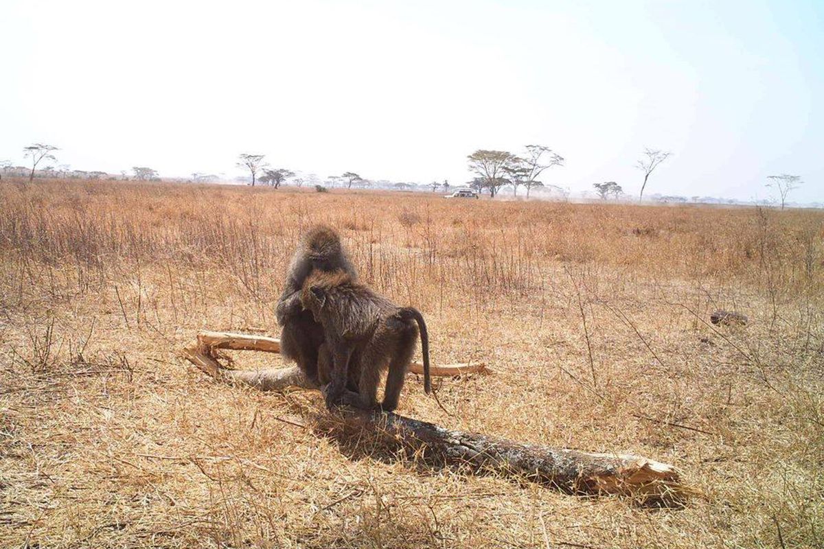 Snapshot Serengeti