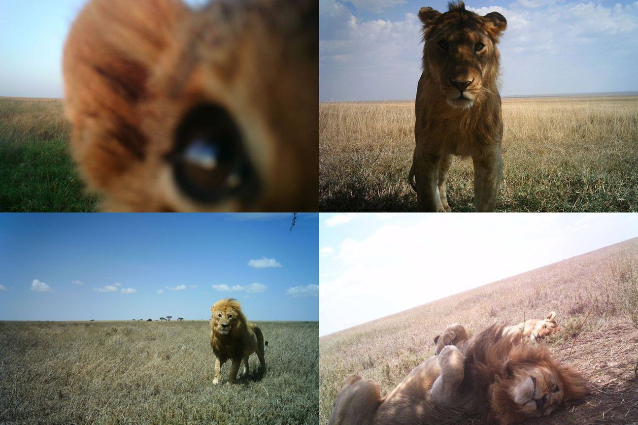 Snapshot Serengeti