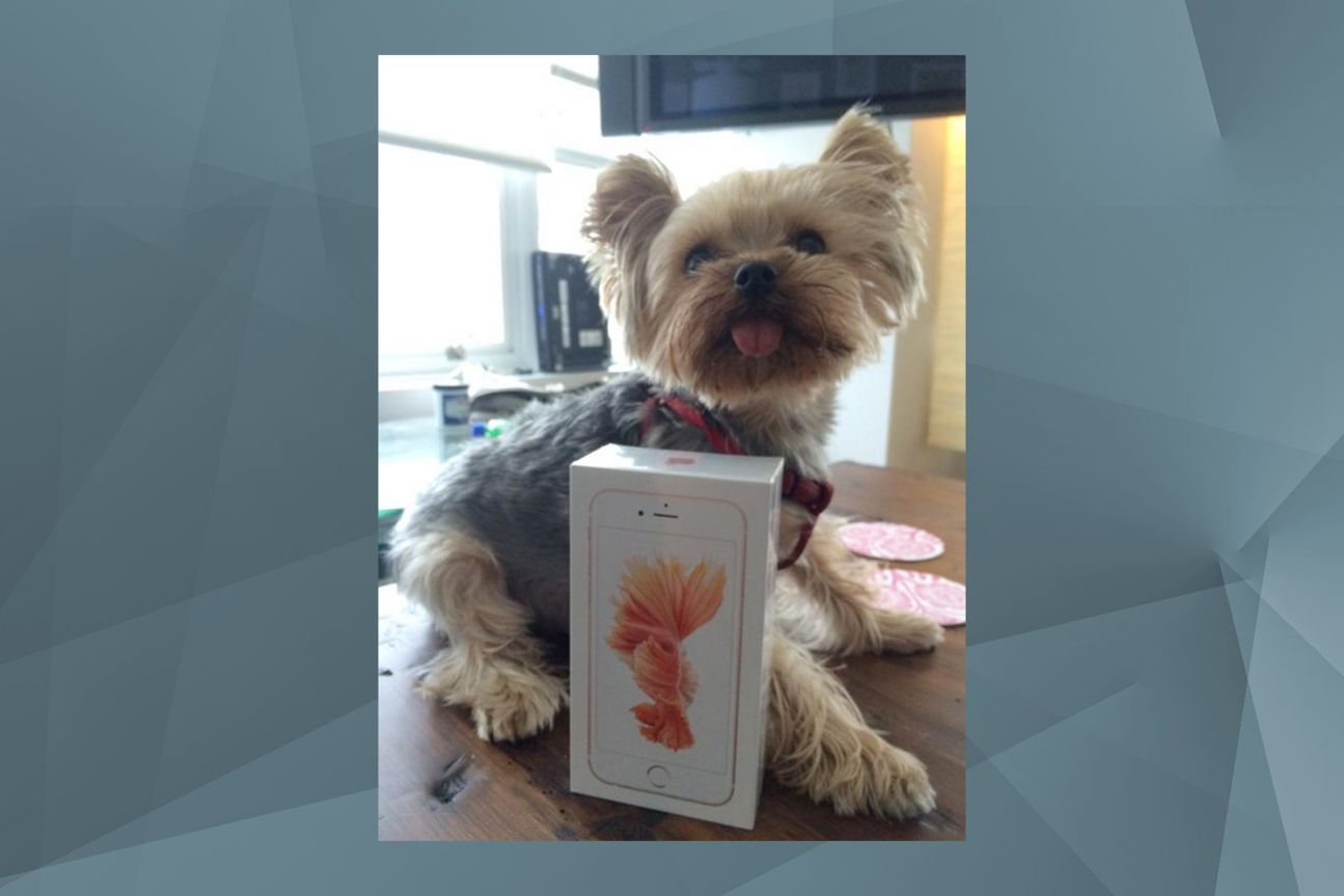 iPhone 6s unboxed iPhone 6s unboxed