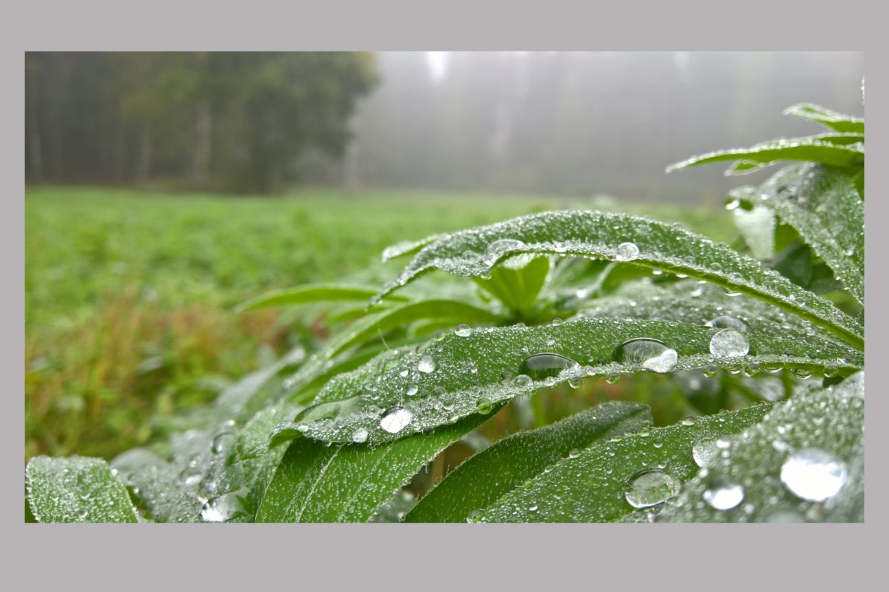 Microsoft Lumia 950 XL Sample Image Microsoft Lumia 950 XL Sample Image