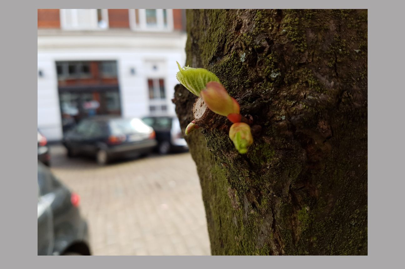 Samsung Galaxy S7 Kamerabild Nah Samsung Galaxy S7 Kamerabild Nah