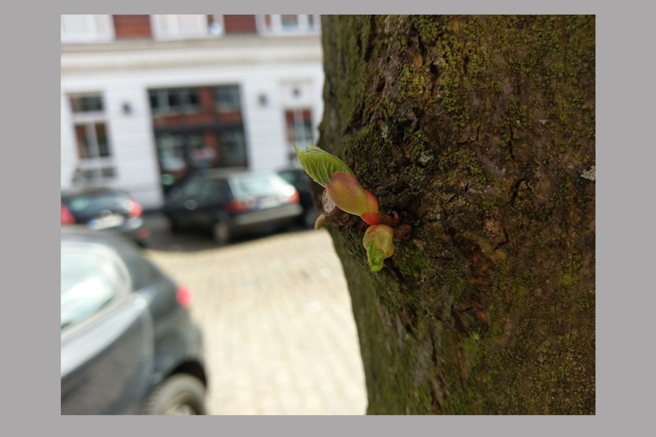 HTC 10 Kamerabild Nah HTC 10 Kamerabild Nah