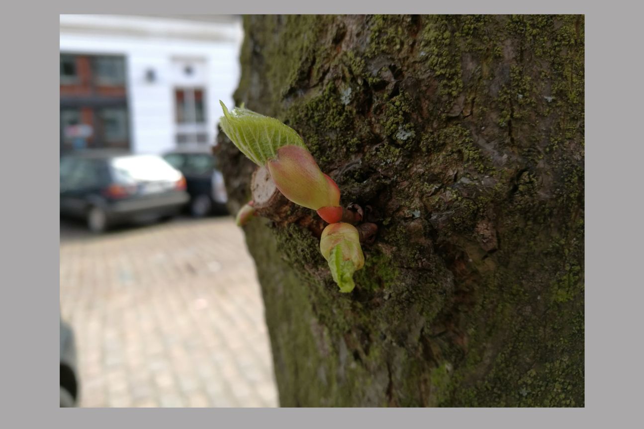 Huawei P9 Kamerabild Nah Huawei P9 Kamerabild Nah