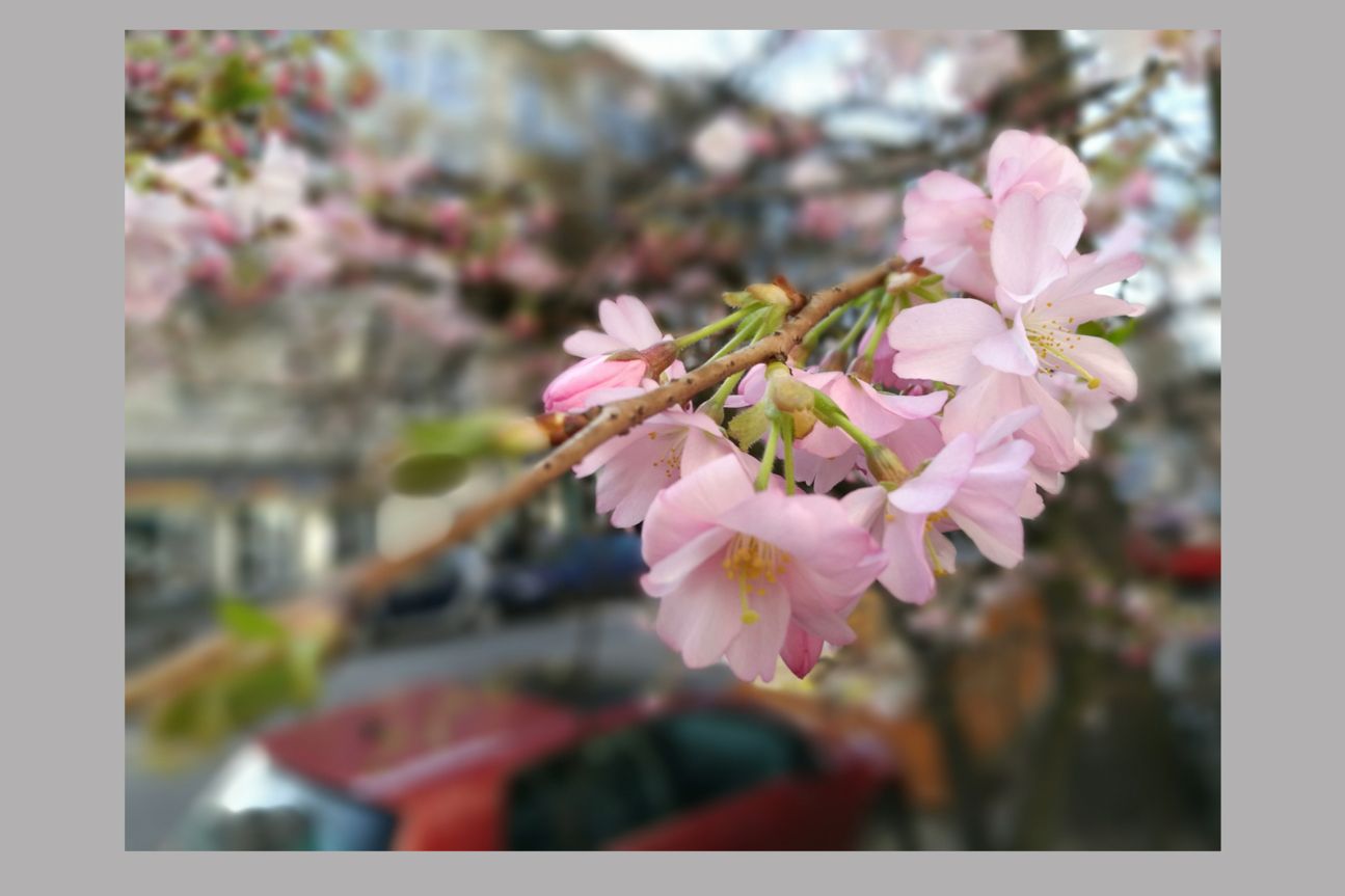 Huawei P9 Kamerabild Huawei P9 Kamerabild