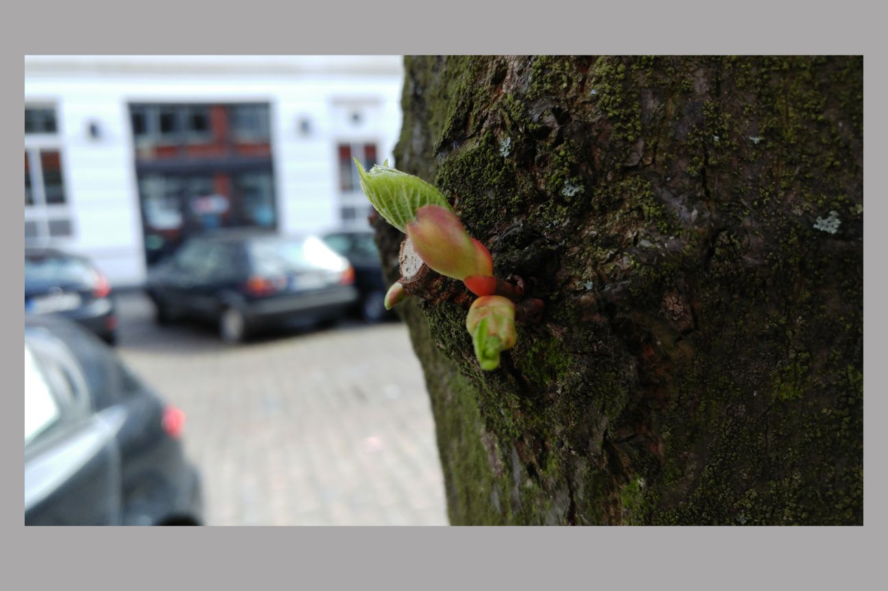 LG G5 Kamerabild Nah LG G5 Kamerabild Nah