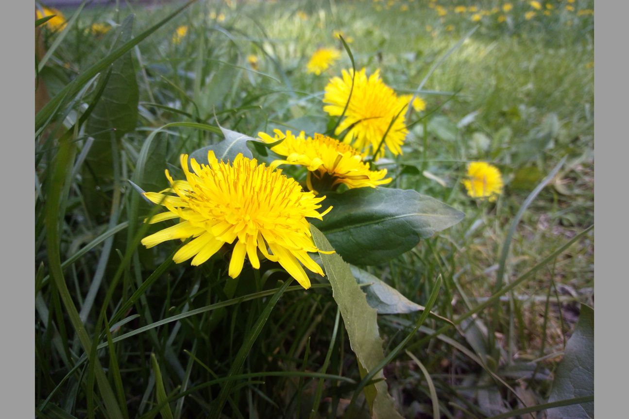 Testfoto Ulefone Vienna nah Testfoto Ulefone Vienna nah