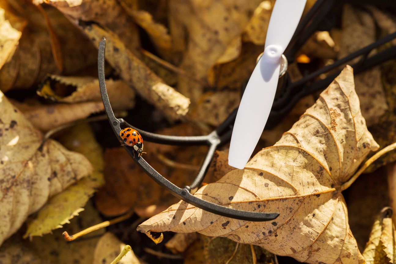 Parrot Mambo Parrot Mambo