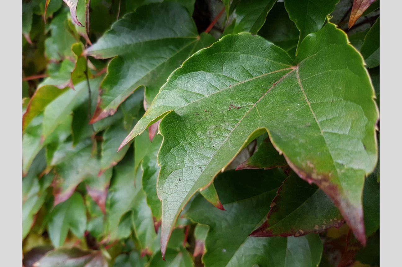 macro-galaxy macro-galaxy