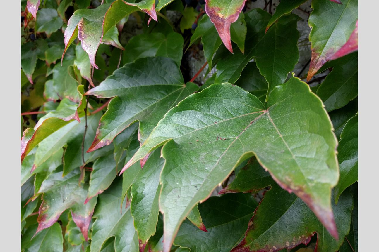 macro-nexus macro-nexus