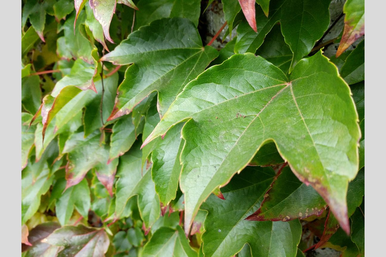 macro-pixel macro-pixel