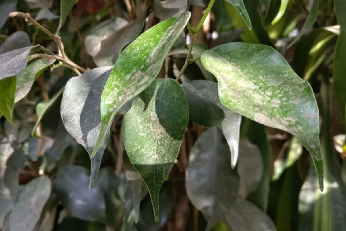 oneplus 5 sample foto blaetter unschaerfe