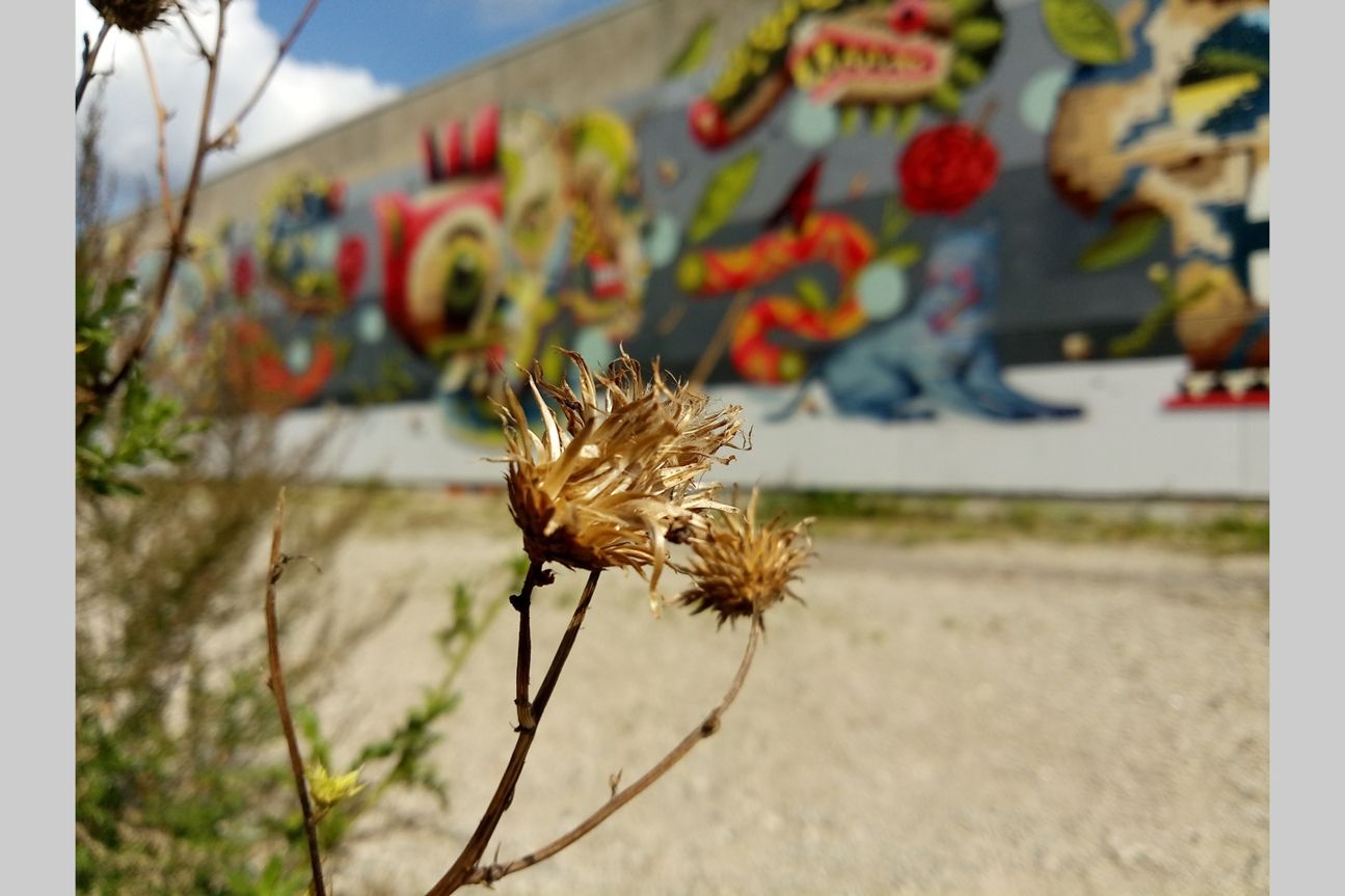 Fotos mit Gigaset GS270 Nah Fotos mit Gigaset GS270 Nah