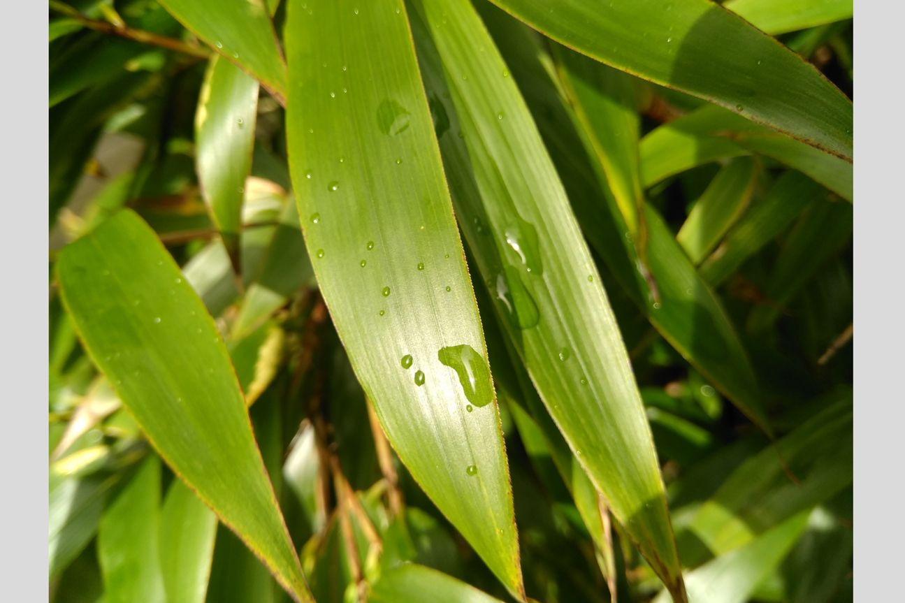 ZTE Blade V8 Mini nah ZTE Blade V8 Mini nah