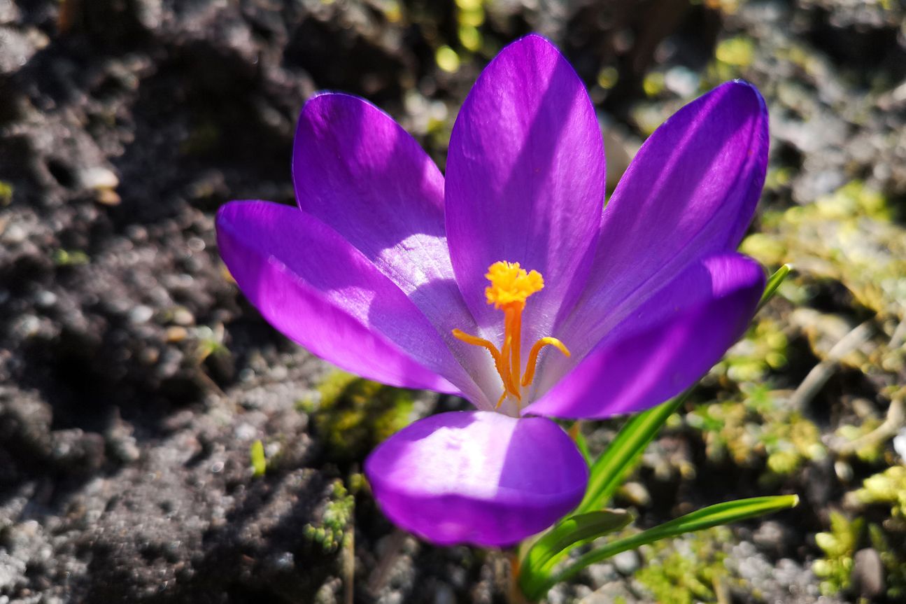 Fotos Huawei P20 Pro Fotos Huawei P20 Pro