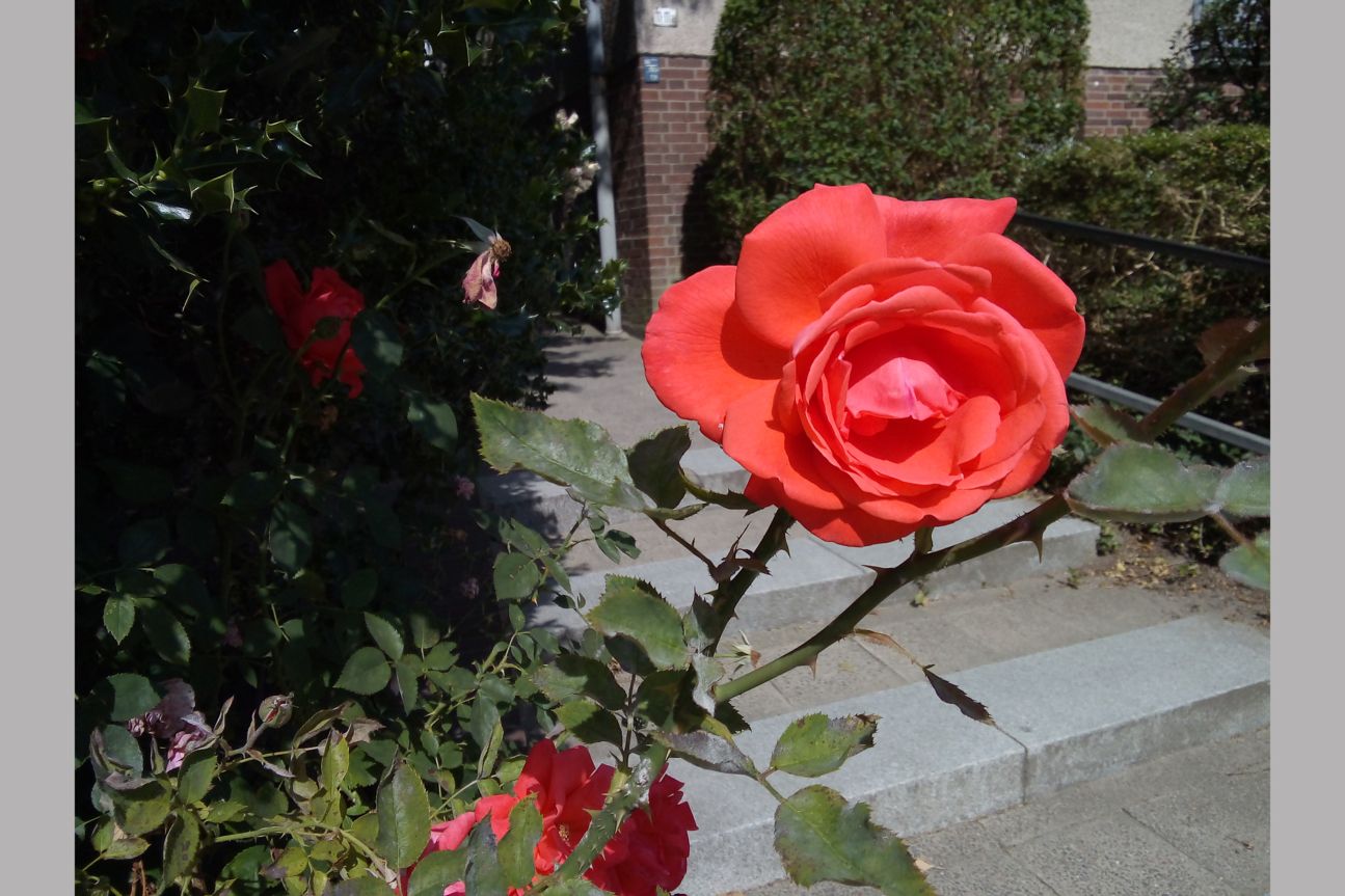 Huawei Y5 Testfotos Eine rote Rose