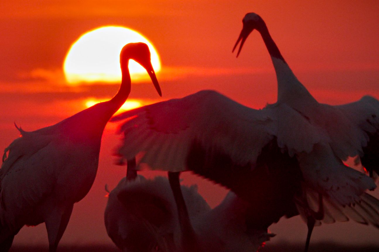 Unsere Erde 2 (2018) Unsere Erde 2 (2018)