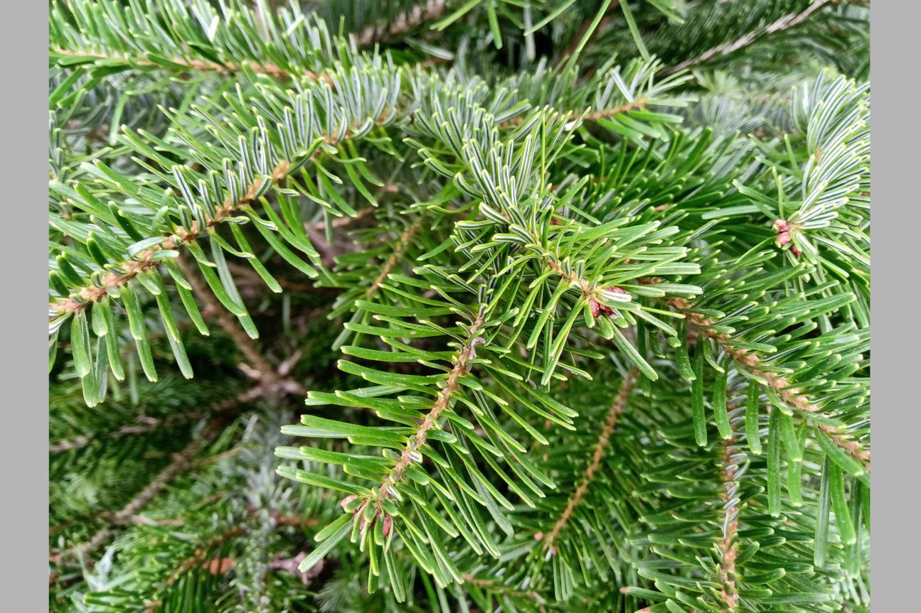 Nokia 5.1 Plus Testfotos Testbild vom Nokia 5.1 Plus.