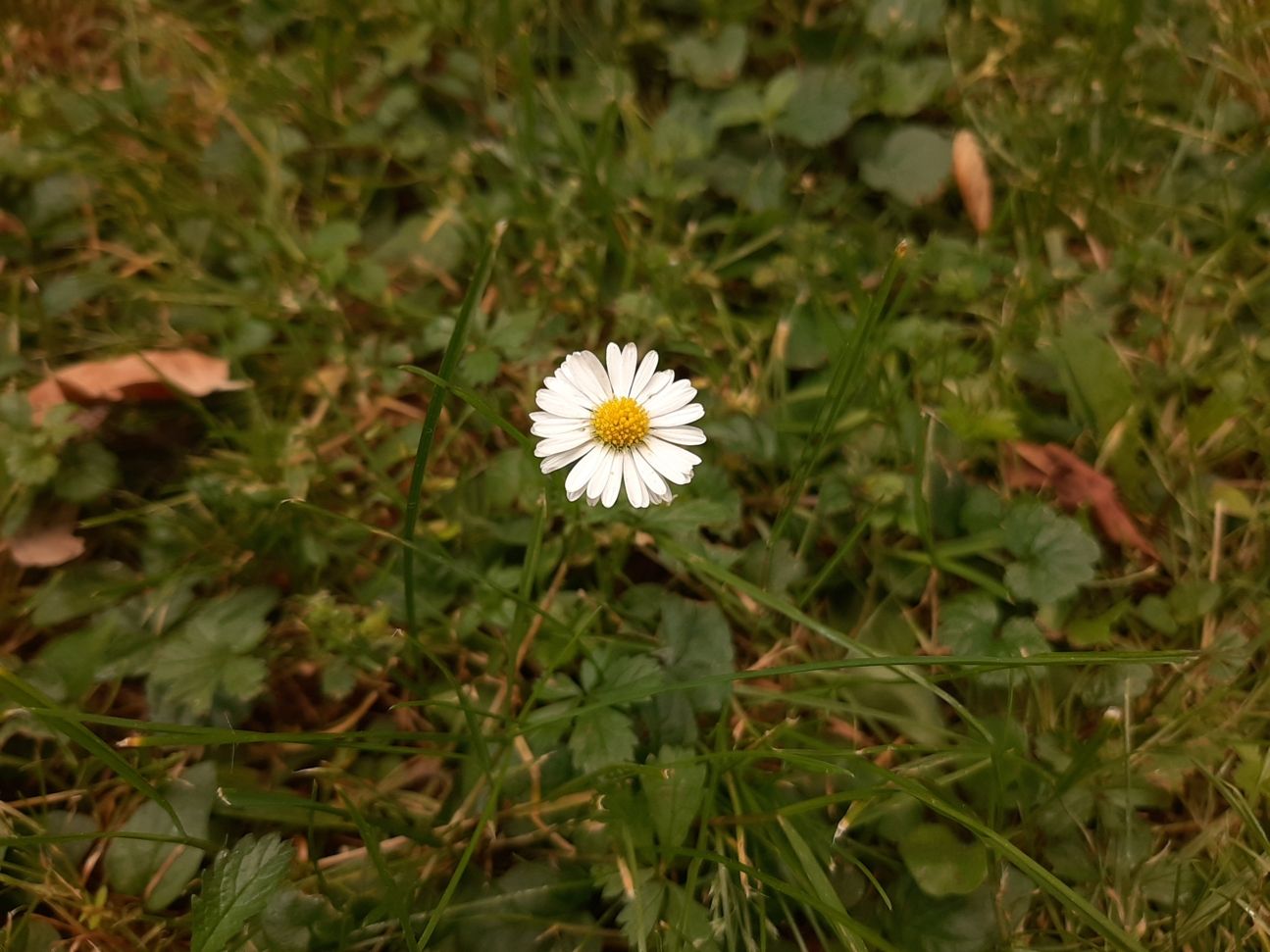 20190613_140208 Samsung_Galaxy_A50_Kamera_Test_2