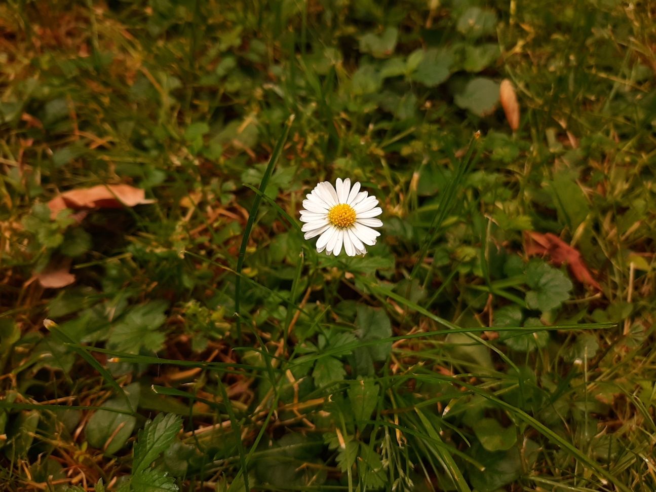 20190613_1402141 Samsung_Galaxy_A50_Kamera_Test_3