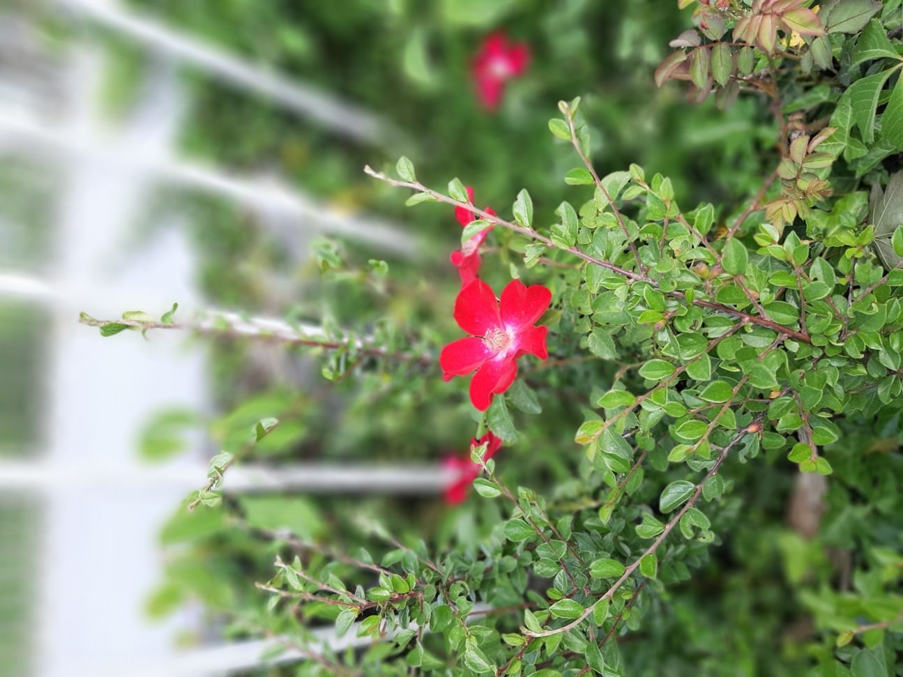 20190613_141043 Samsung_Galaxy_A50_Kamera_Test_6